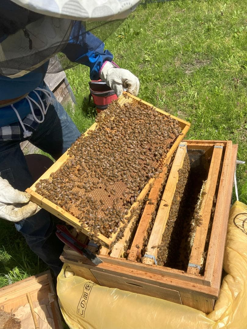 アカシア蜂蜜 1000g 2本 長野県産 国産蜂蜜 生蜂蜜 セイヨウミツバチ