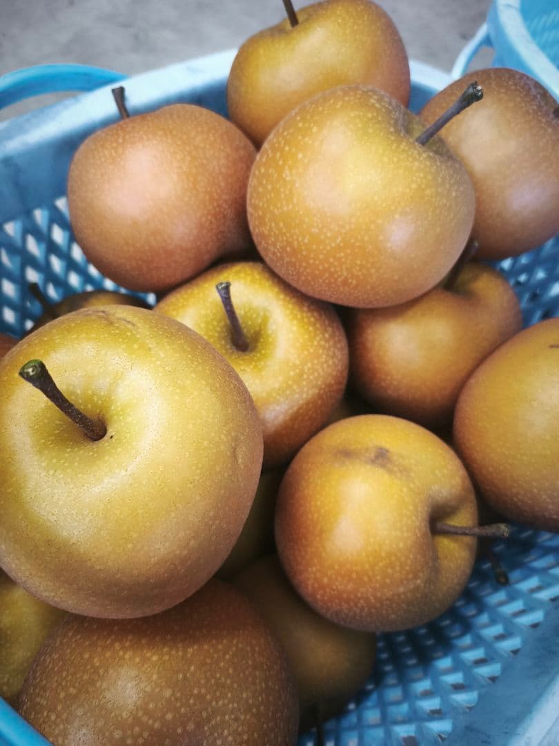 【須坂の梨　あきづき】予約承ります