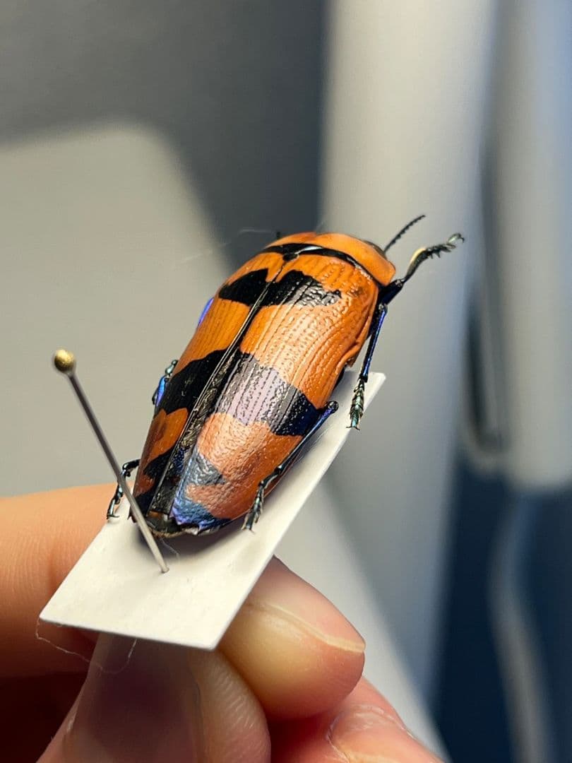 【35mm】クロモンベニオウサマムカシタマムシ Calodema標本 スハンダエ