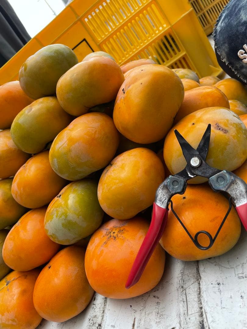 猫ちゃんさん専用 柿20