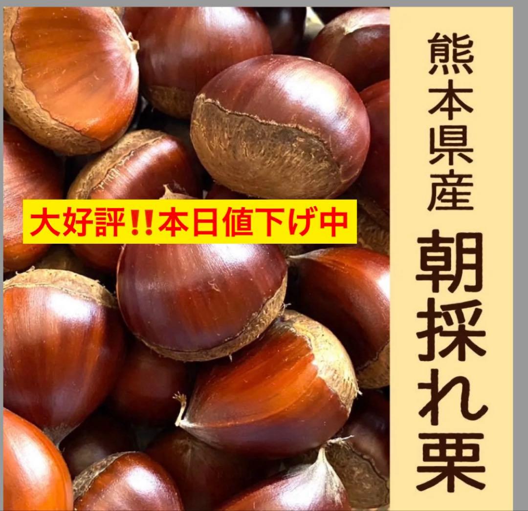 熊本県産　栗　生栗　和栗