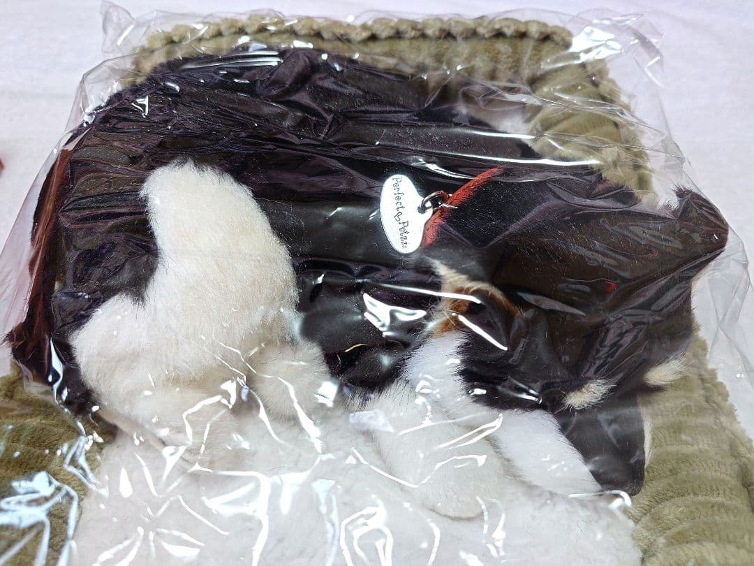 パーフェクトペット 黒柴