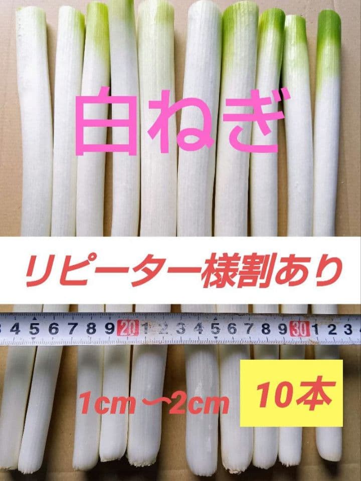 31日発送！愛媛県産白ネギ　長ねぎ　ねぎ　野菜