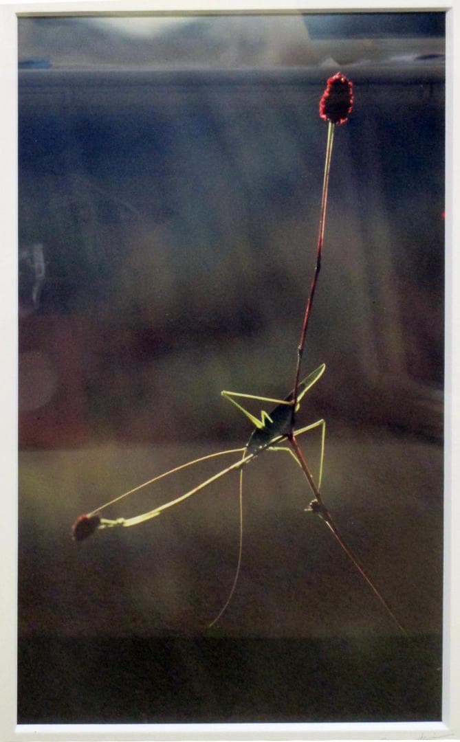 著名な写真家の珍しい写真と大全紙額縁（木製）