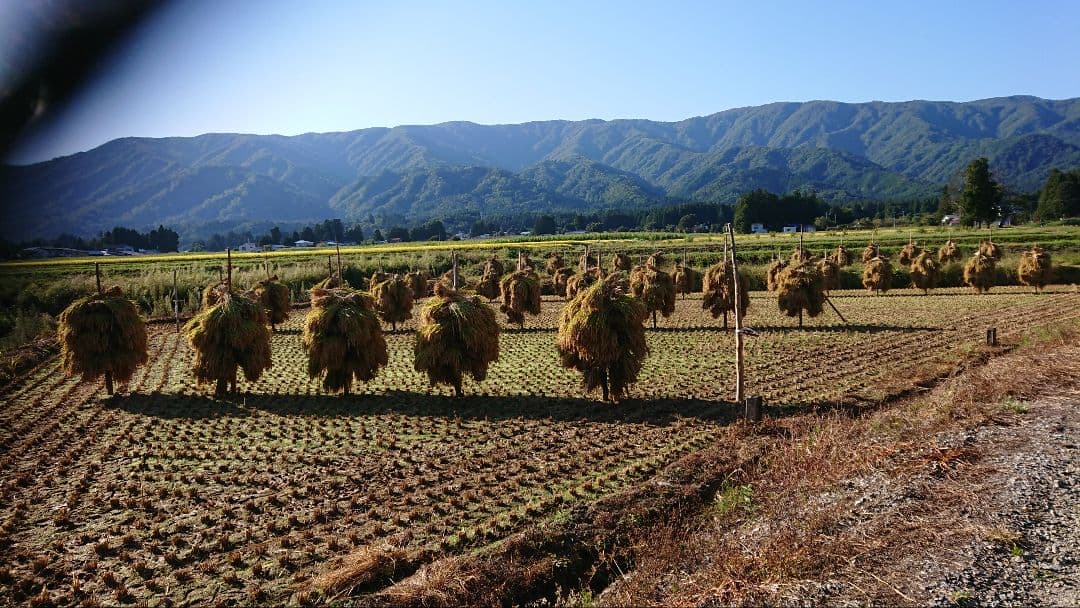 令和7年産　雪若丸　10kg　自然乾燥米