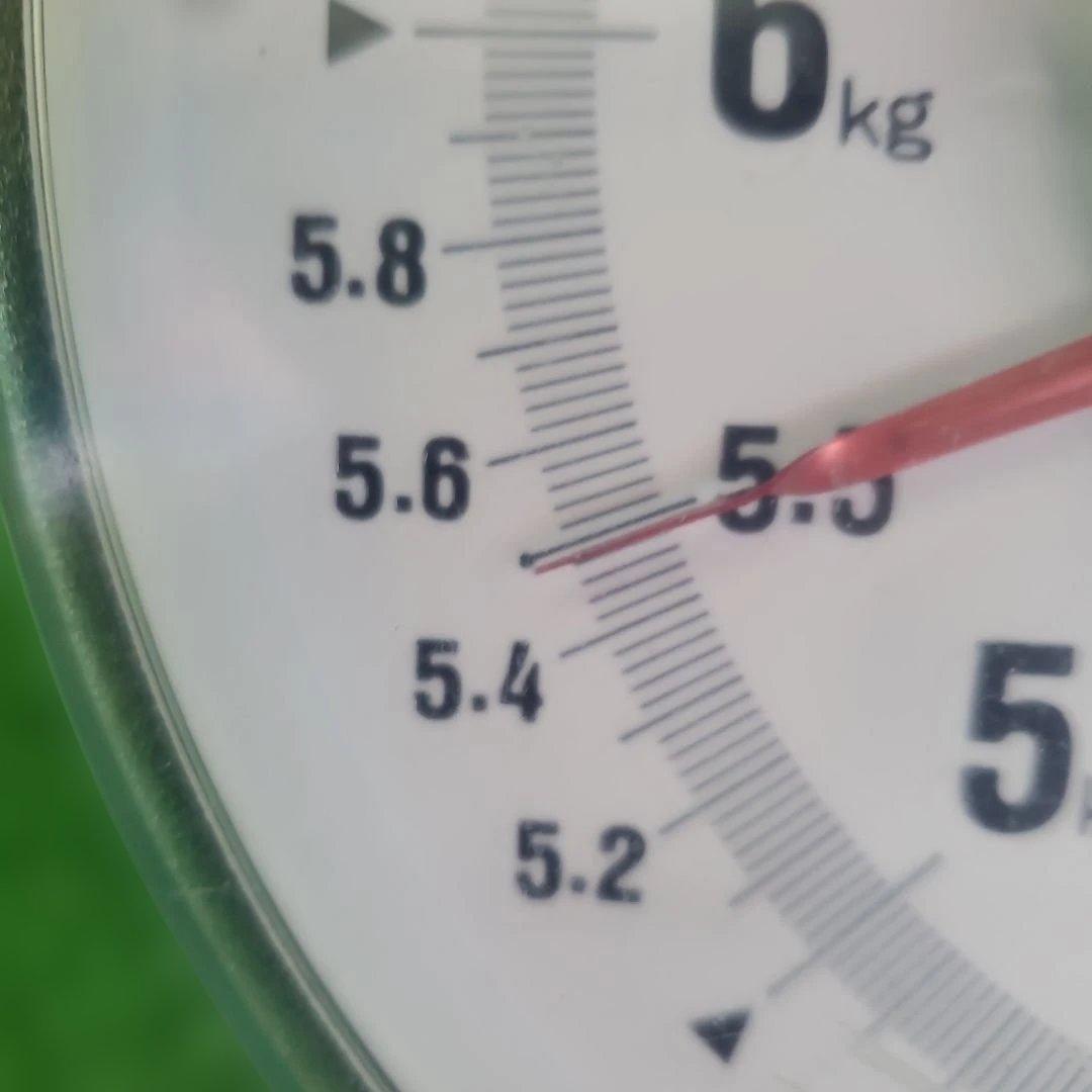 1⃣2️⃣ 山梨県産 シャインマスカット 9房入り 箱込み5.4キロ