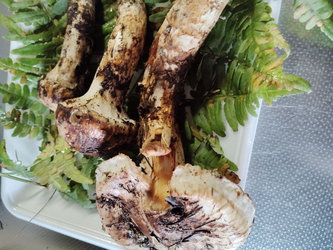 岩手県産松茸　220グラム　訳あり