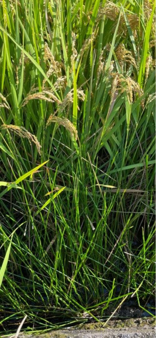 奈良県産自然栽培ヒノヒカリ10kg玄米