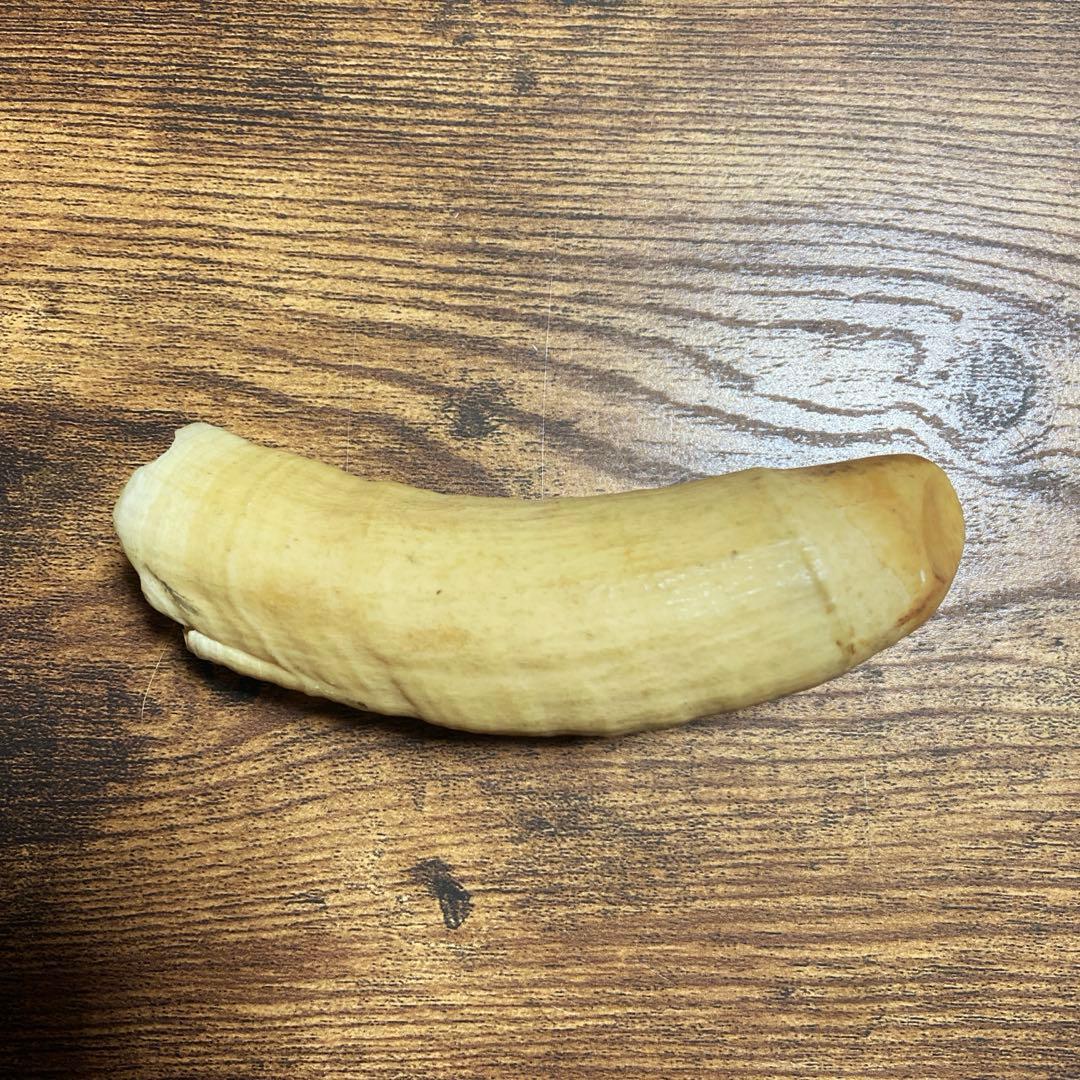 【希少・当時物】マッコウクジラの歯 3本セット（合計 約399g）鯨歯