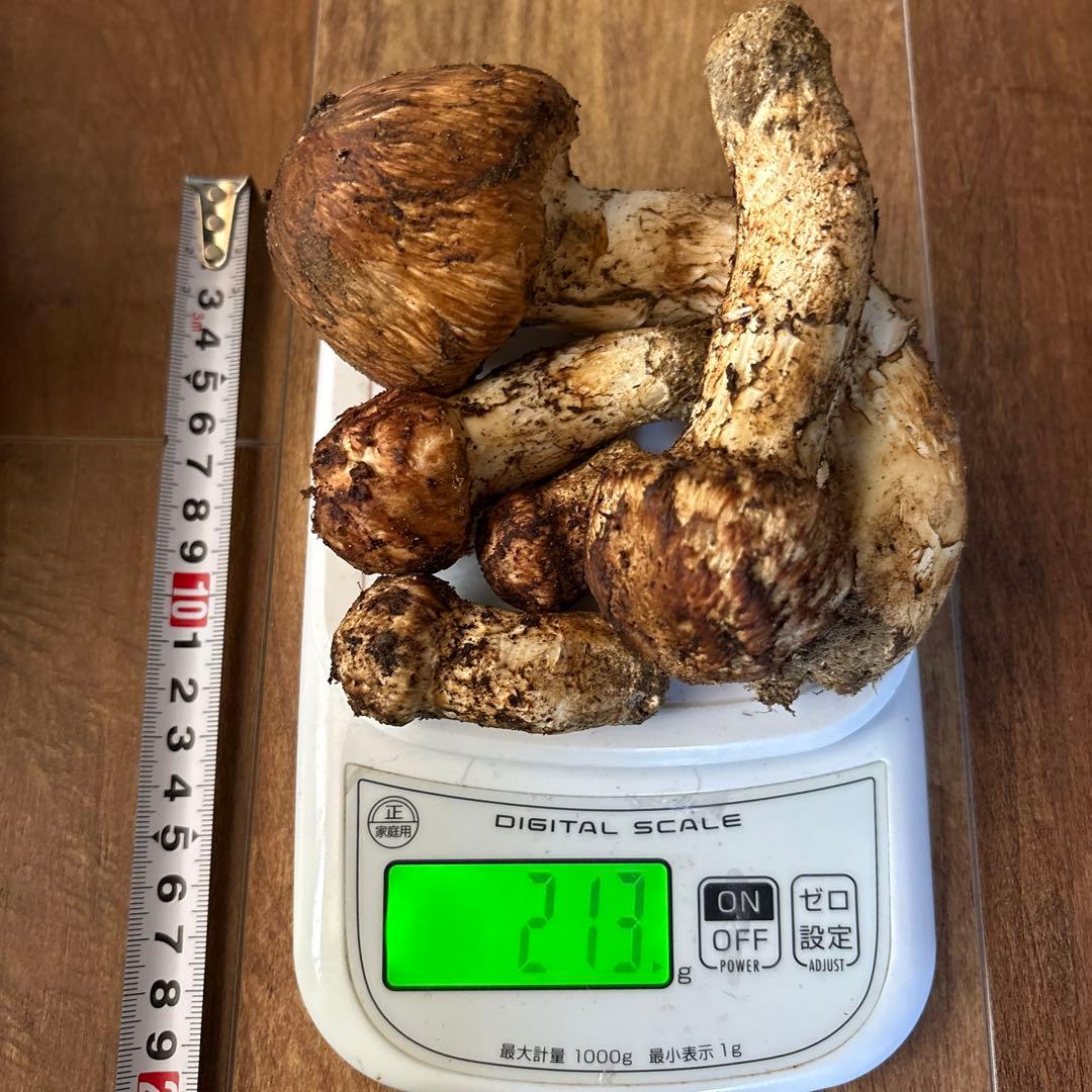 長野県南信州産‼️松茸 5本セット 213g 10/17朝採れ