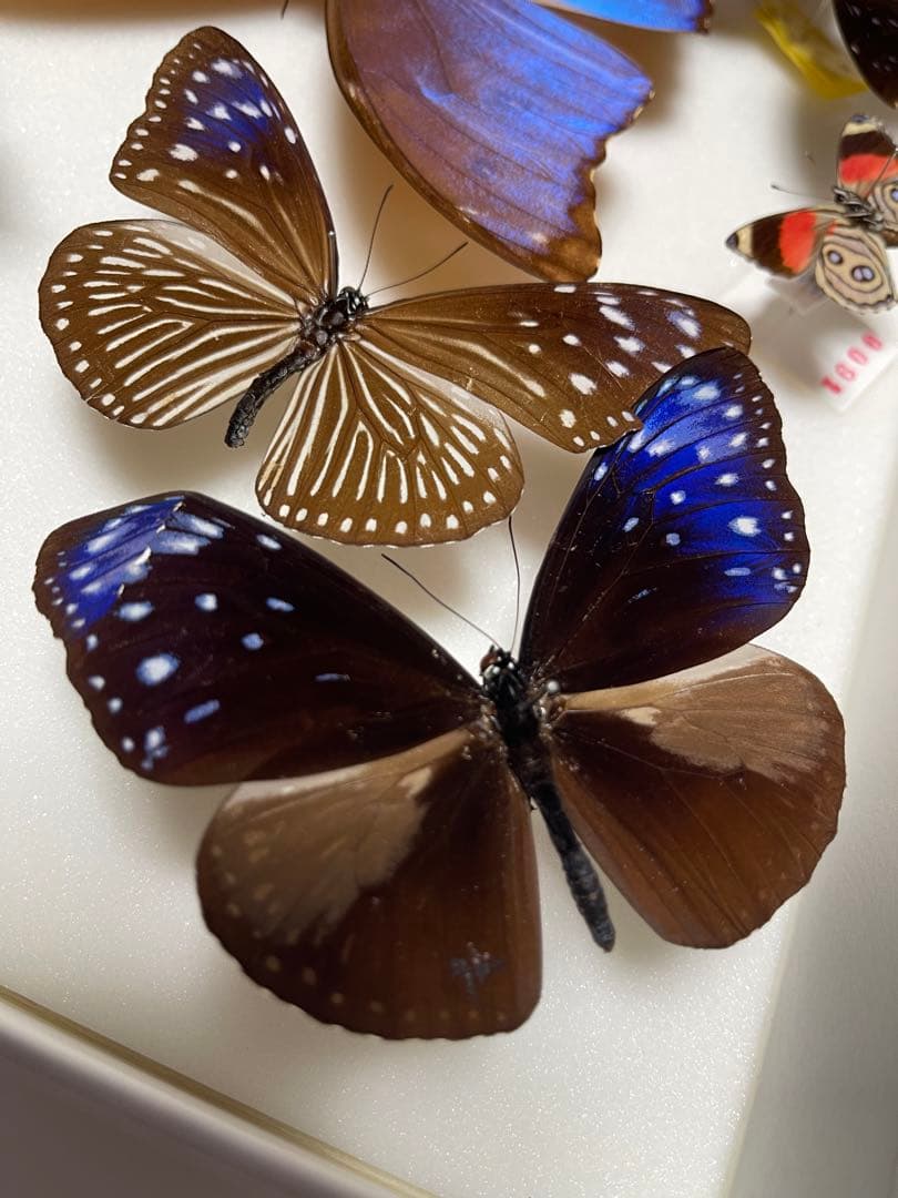 希少！外国産 国産 蝶標本12セット ディディウスモルフォ/ナンベイコムラサキ等