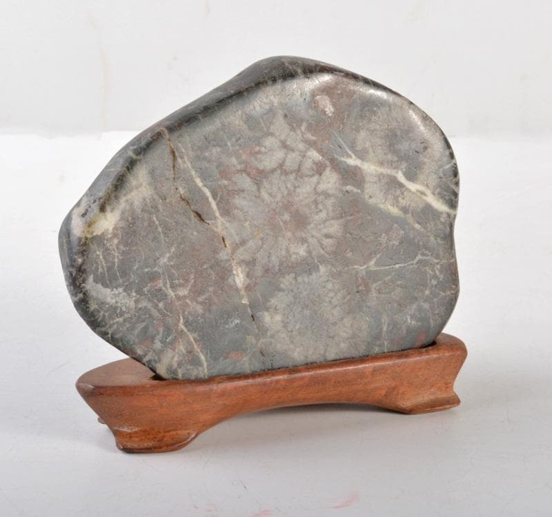 鑑賞石　天然石　菊花石　置物　唐木台付　M　R5115