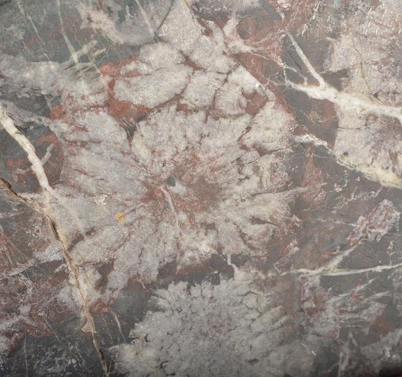 鑑賞石　天然石　菊花石　置物　唐木台付　M　R5115