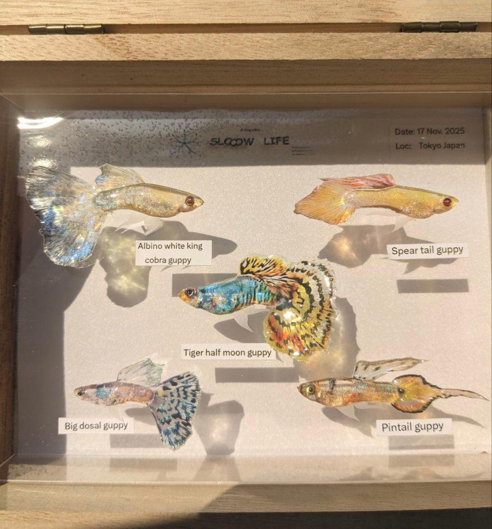 グッピー（5種）　標本箱