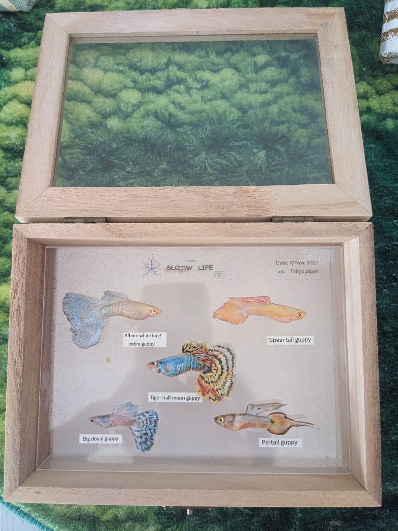 グッピー（5種）　標本箱