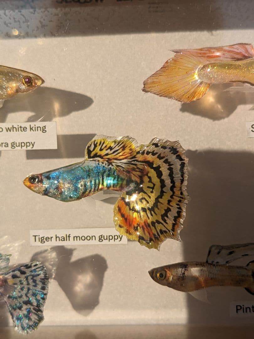 グッピー（5種）　標本箱