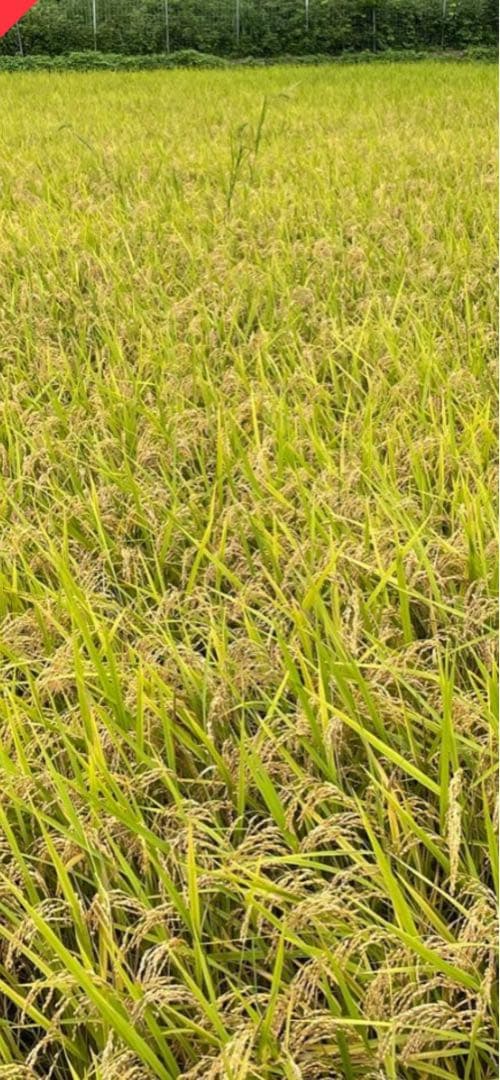 奈良県産自然栽培ヒノヒカリ20kg玄米