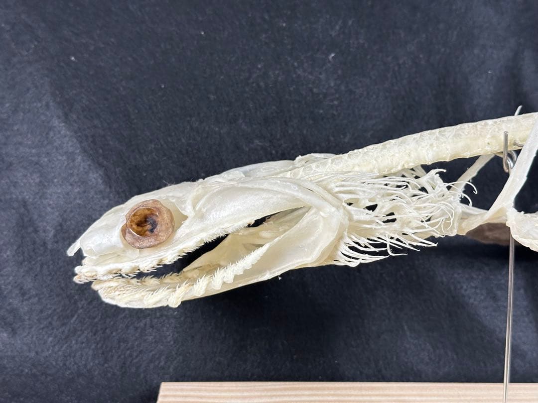 ラブカ 全身骨格