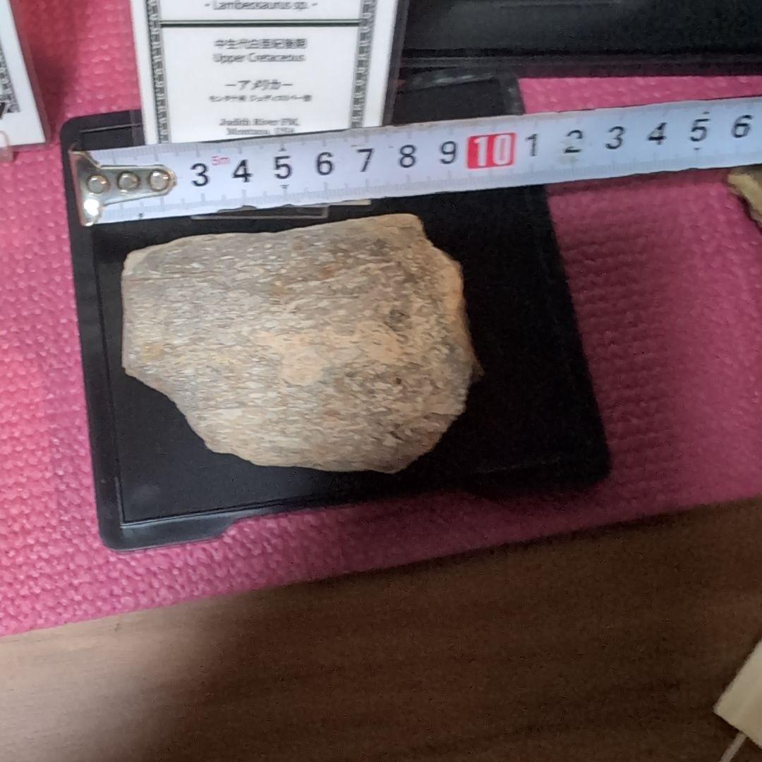 本物　ランベオサウルス　頬骨化石　186グラム　ラベル付き