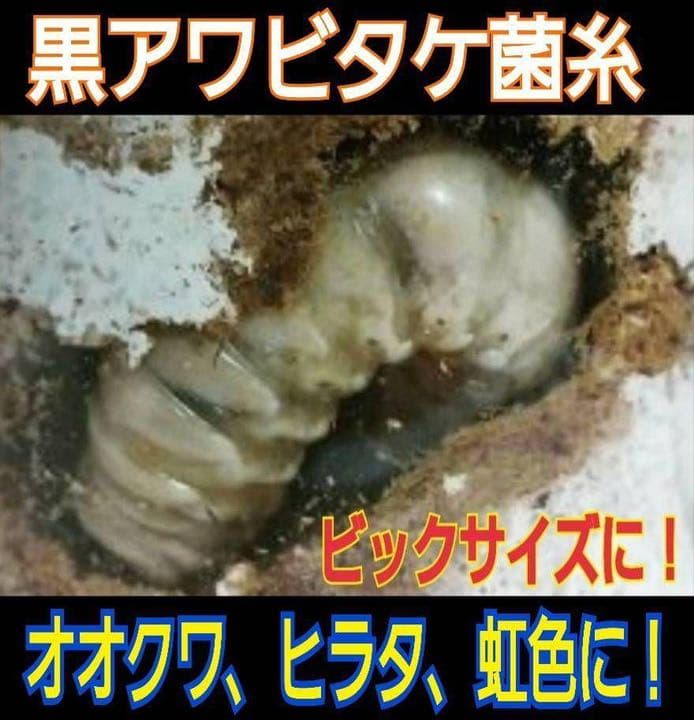 極上！黒アワビタケ菌糸瓶【10本】初令、2令に最適なサイズ！ニジイロクワガタに！