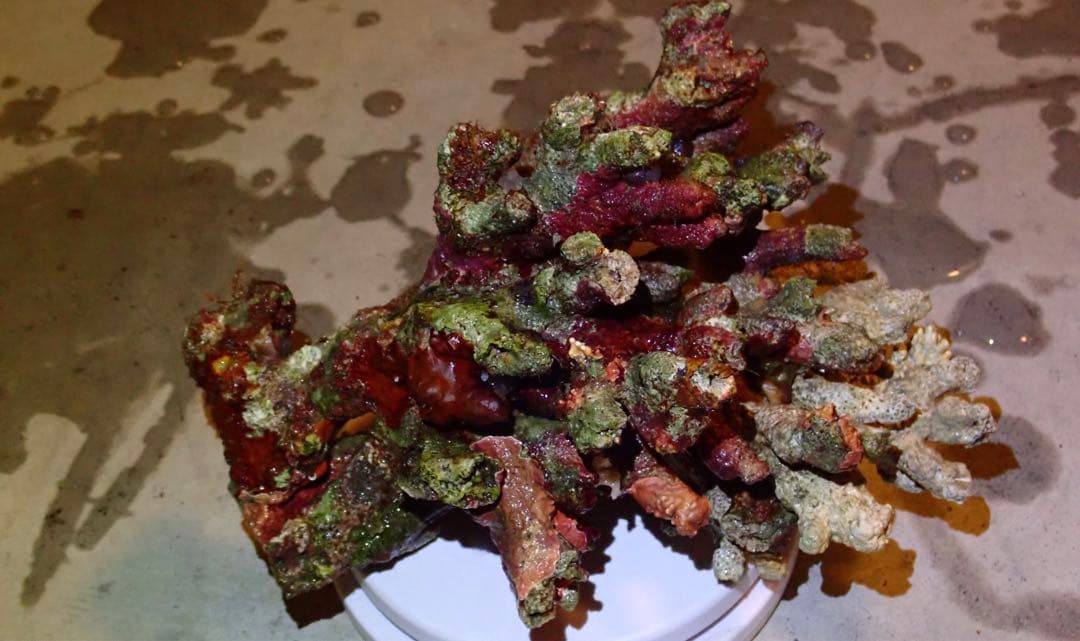 ライブロック　約4.4kg