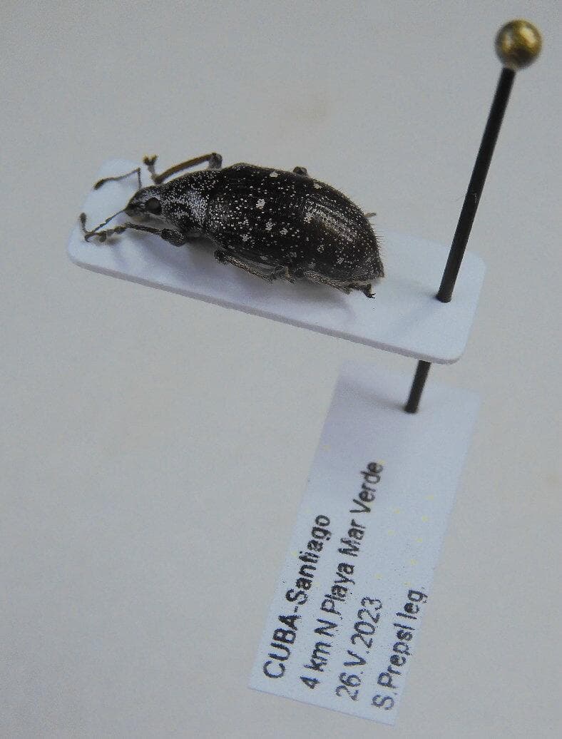 キューバ産　ゾウムシ　9mm