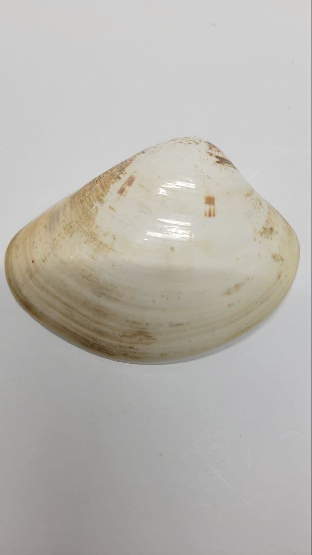 大きめ 江戸時代 貝合わせ 貝合せ 雛人形 蒔絵 ⑧金箔 源氏物語 郷土玩具