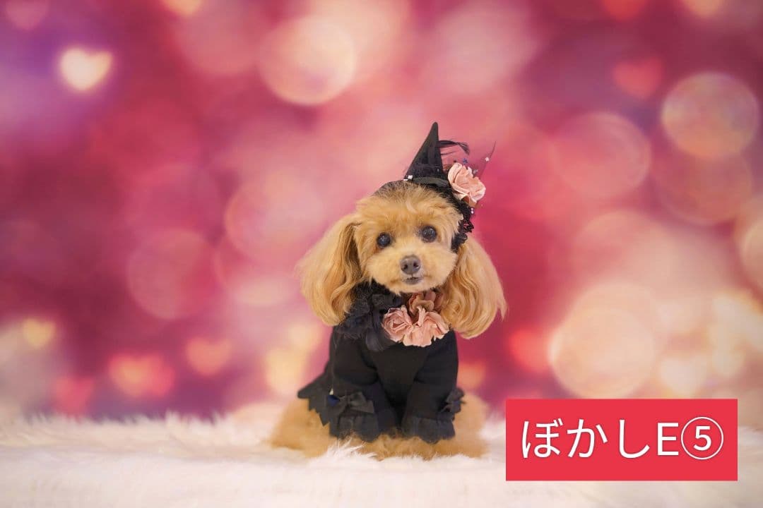 背景布ハロウィンK②　ペット、パーティー撮影用フェルトトリミングチョーカー販売中