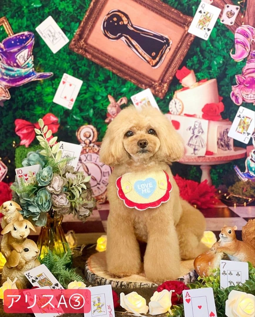 背景布ハロウィンK②　ペット、パーティー撮影用フェルトトリミングチョーカー販売中