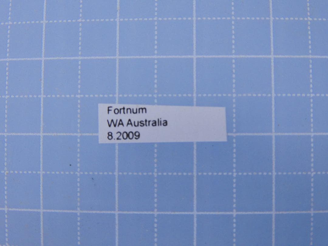 標本用品 Australia Bolboceratidae sp. 24mm