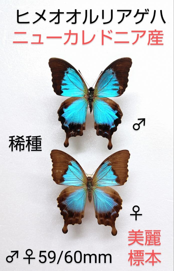 ヒメオオルリアゲハ ♂♀標本 ★ニューカレドニア産★激レア標本・入手困難エリア