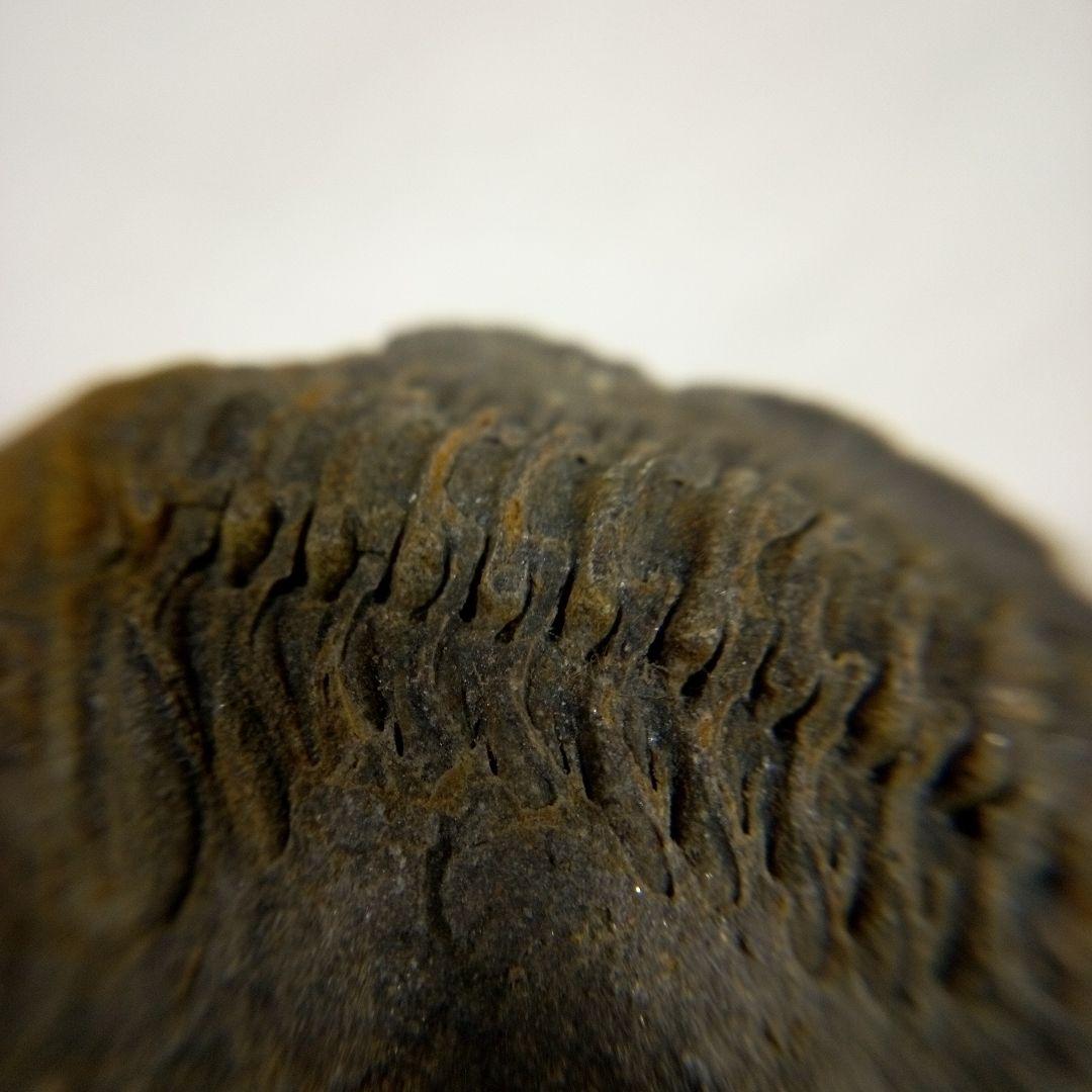 三葉虫　化石　三葉虫化石　究極のレトロ　fossil　ボリビア産　化石管理番号⑮