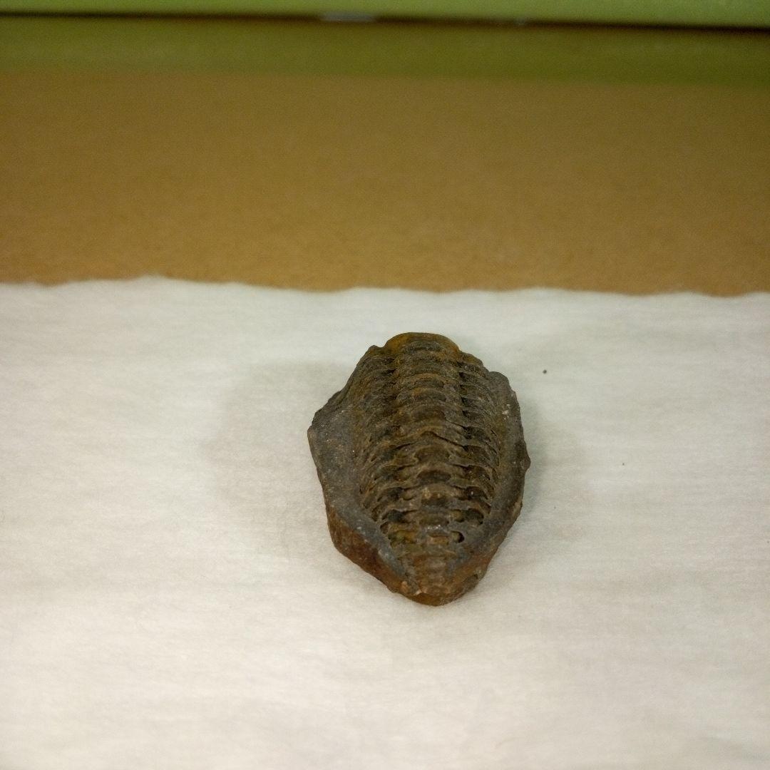 三葉虫　化石　三葉虫化石　究極のレトロ　fossil　ボリビア産　化石管理番号⑮