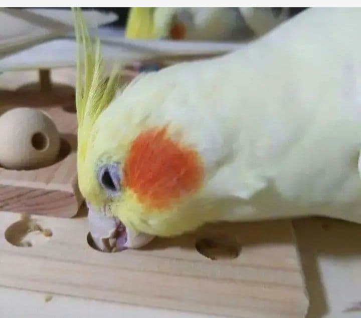 47　⭐　インコ　フォージングトイ　⭐　バードトイ　おもちゃ　文鳥　ことり