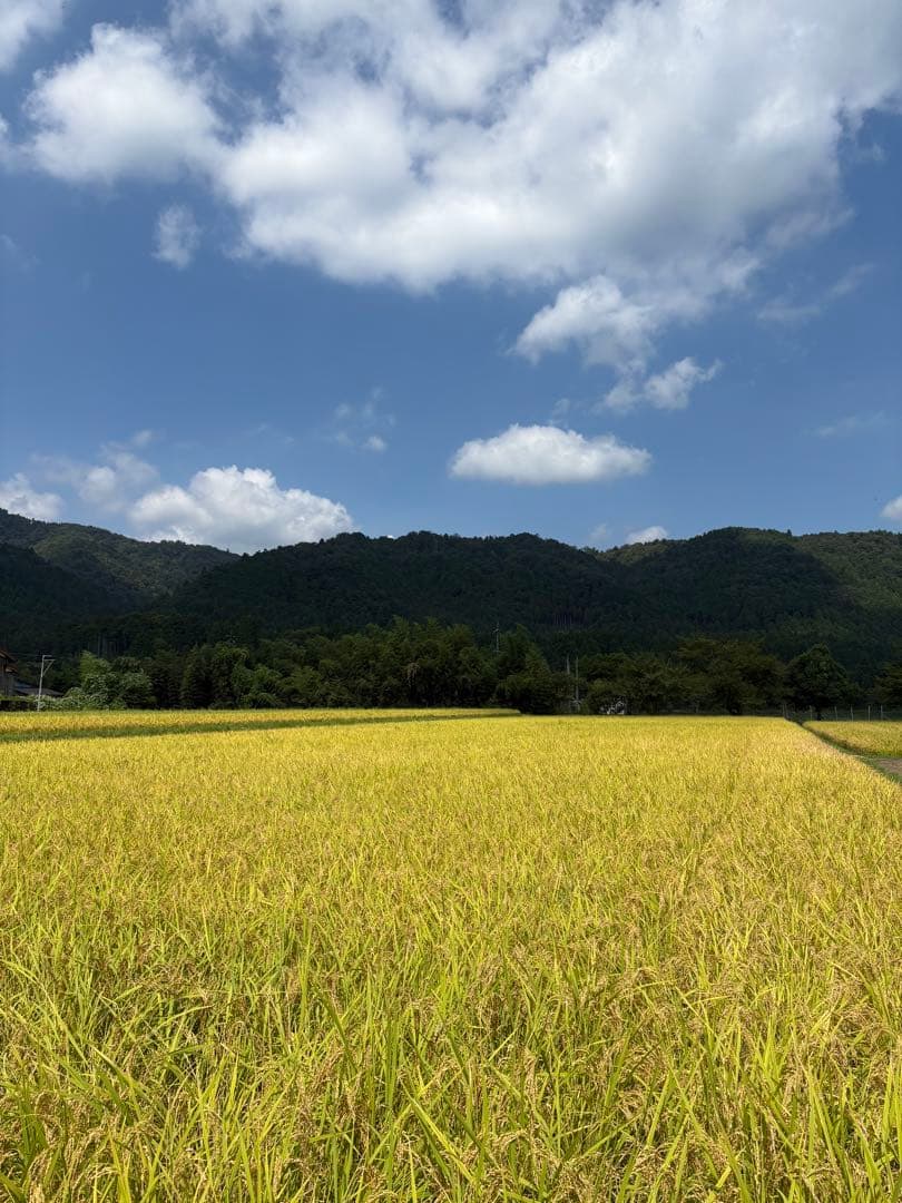 令和7年 新米 コシヒカリ10kg玄米