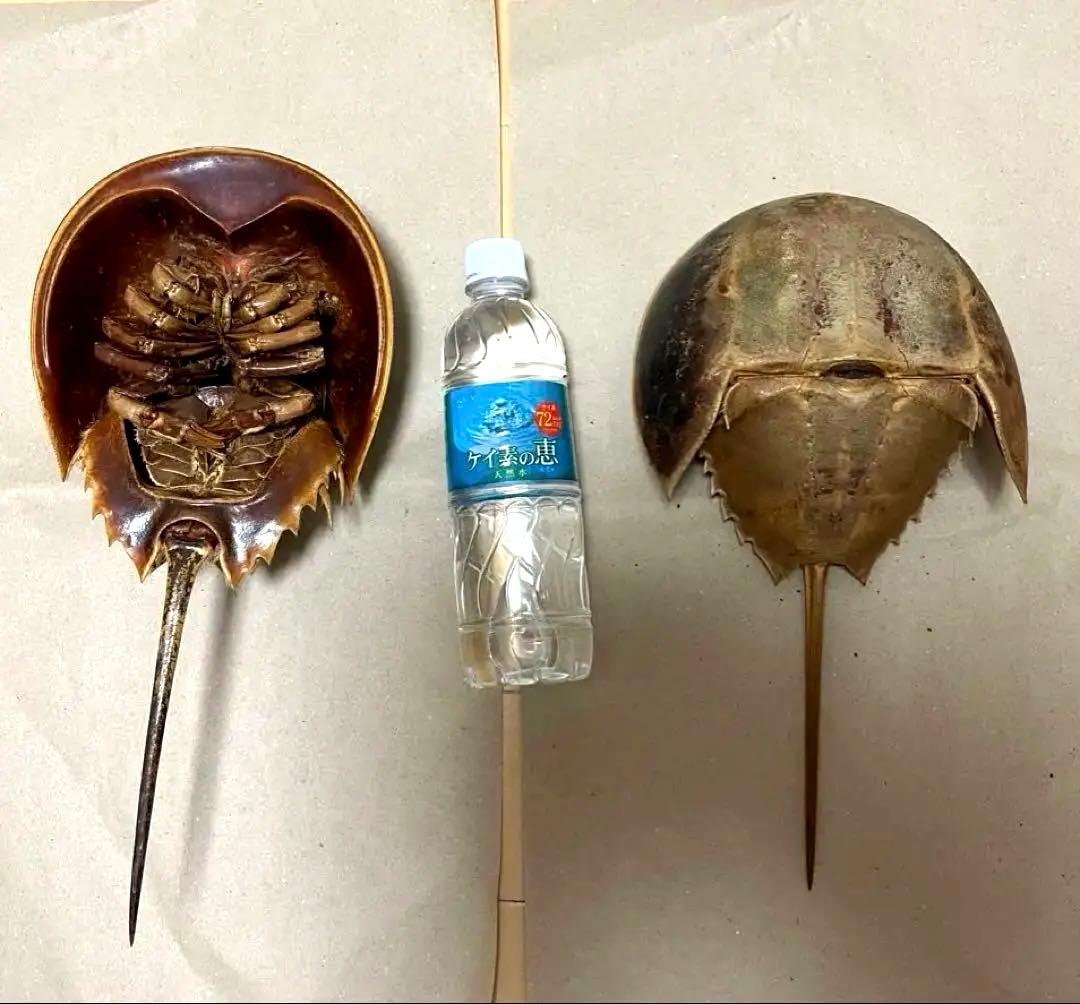 特大カブトガニ標本2体セット