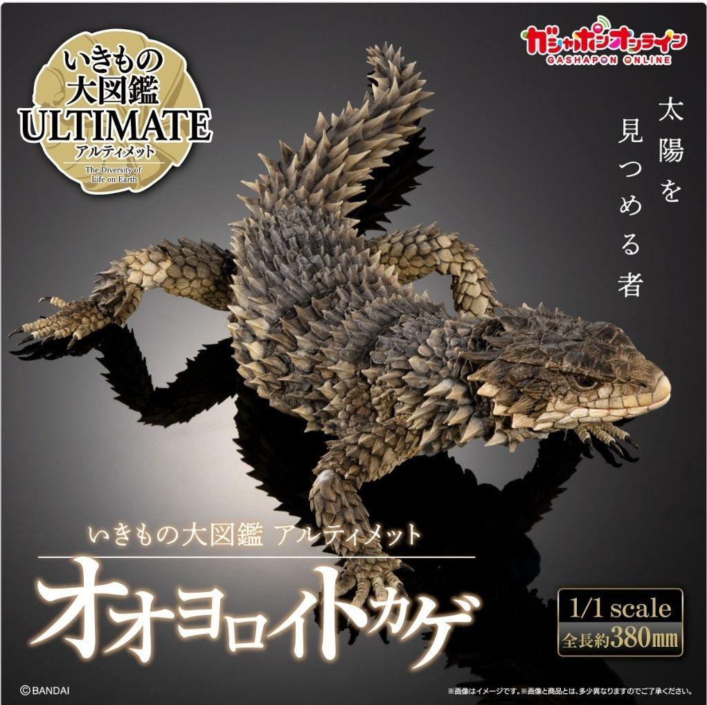 オオヨロイトカゲ いきもの大図鑑ultimate