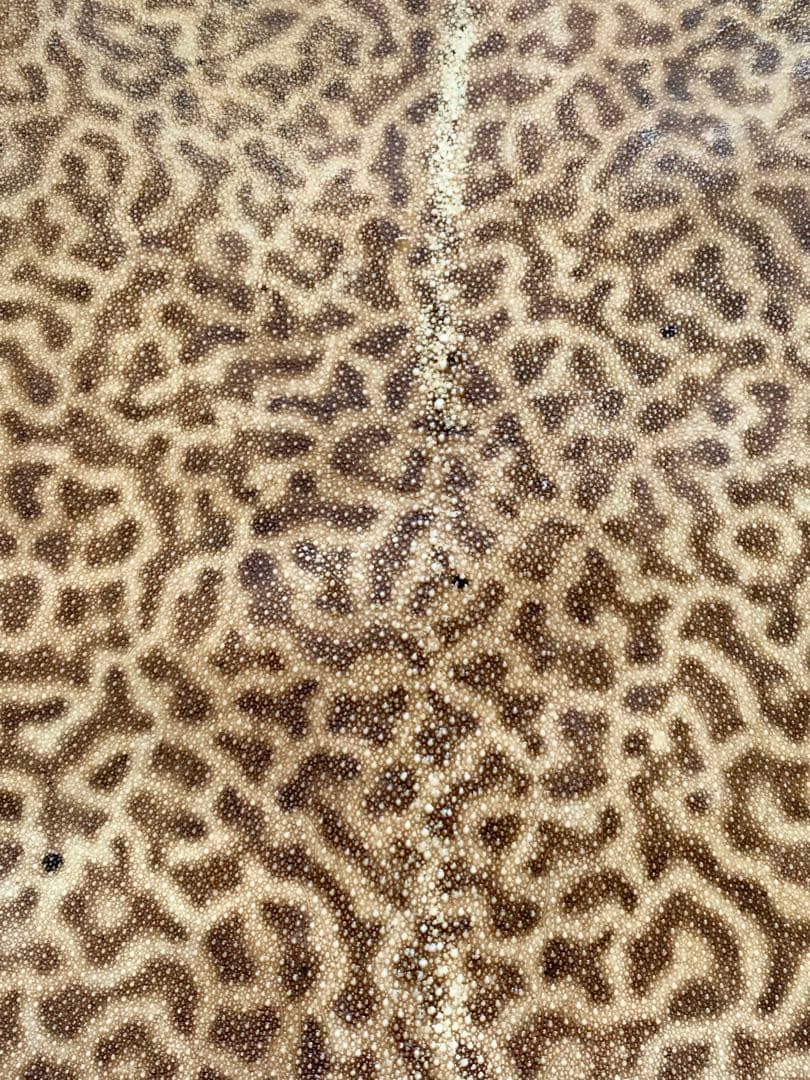 鮫胴　刀剣　虎鮫③