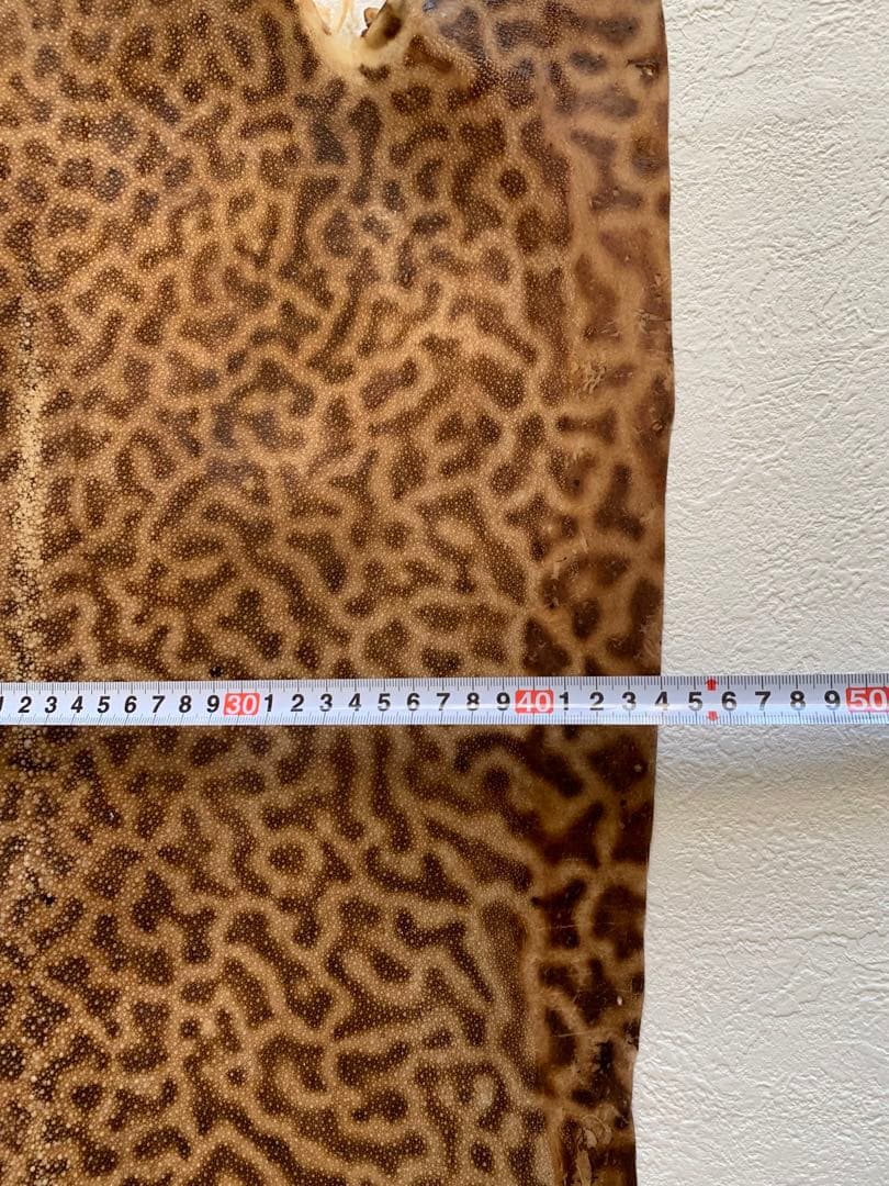 鮫胴　刀剣　虎鮫③