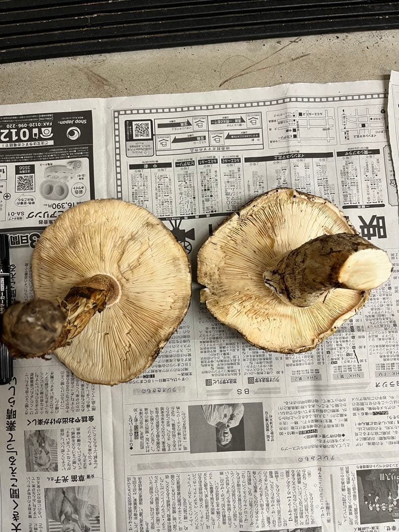 岩手県産松茸　特大開き　2本　今期最終