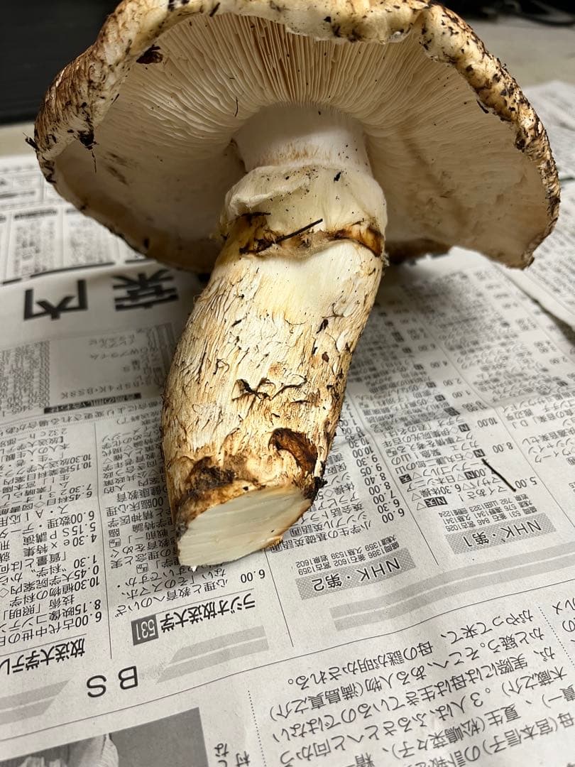 岩手県産松茸　特大開き　2本　今期最終