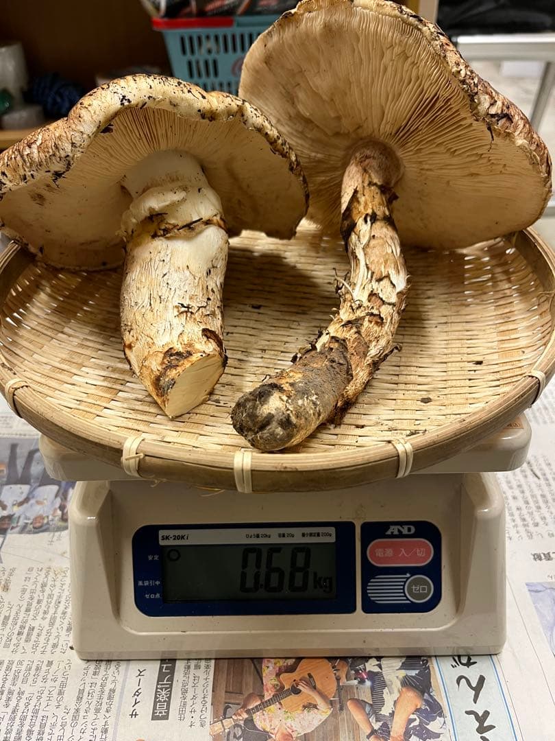 岩手県産松茸　特大開き　2本　今期最終