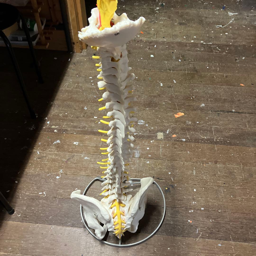 カイロプラクティック　ソムソ　 SOMSO 人体模型