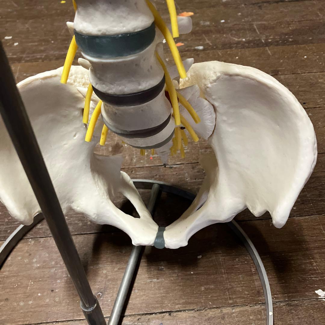 カイロプラクティック　ソムソ　 SOMSO 人体模型