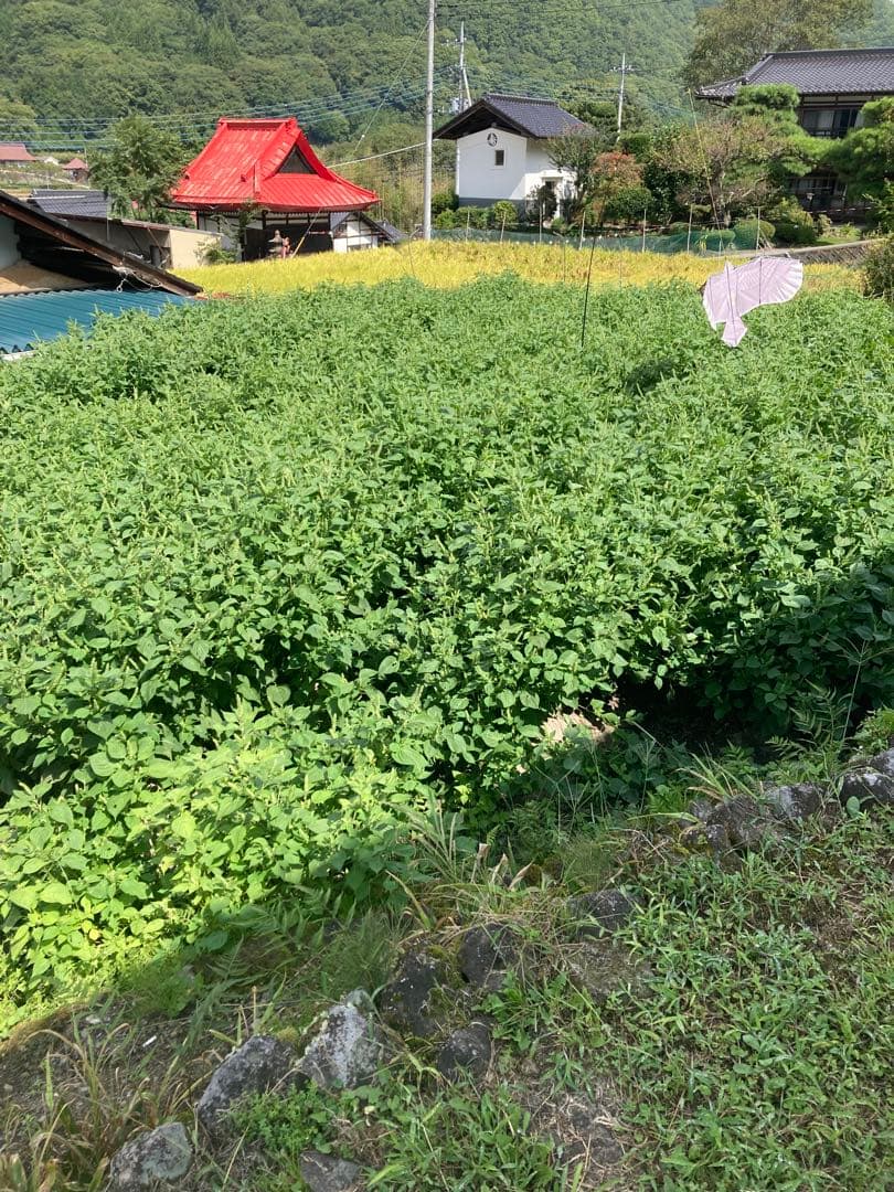 えごま油110g×5本セット　送料込み