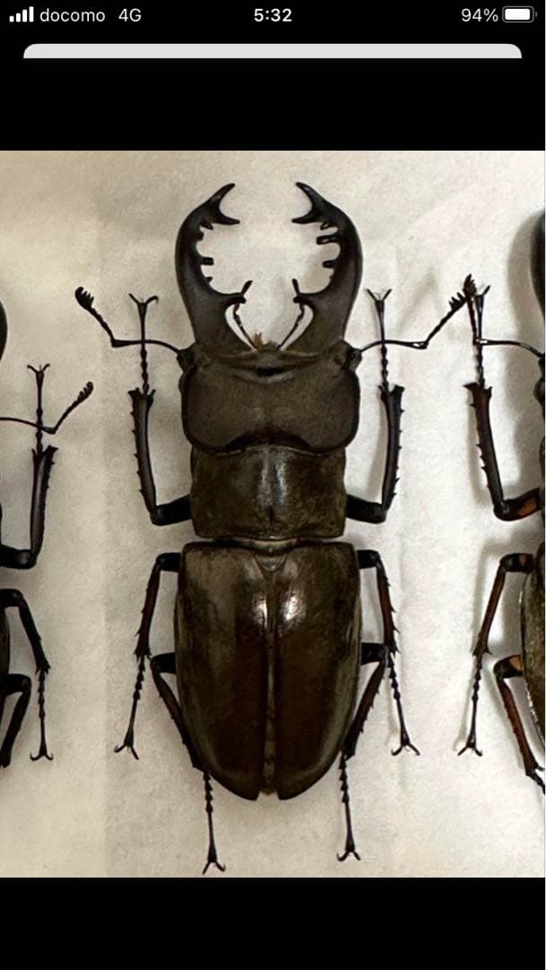 国産クワガタ♂標本セット　※一部欠損あり