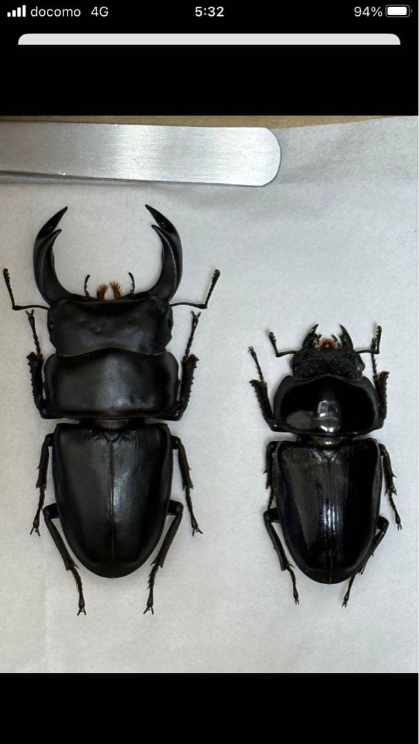 国産クワガタ♂標本セット　※一部欠損あり