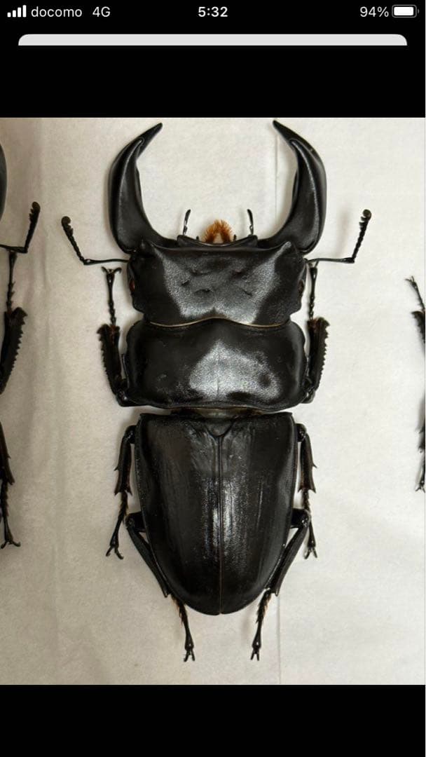 国産クワガタ♂標本セット　※一部欠損あり