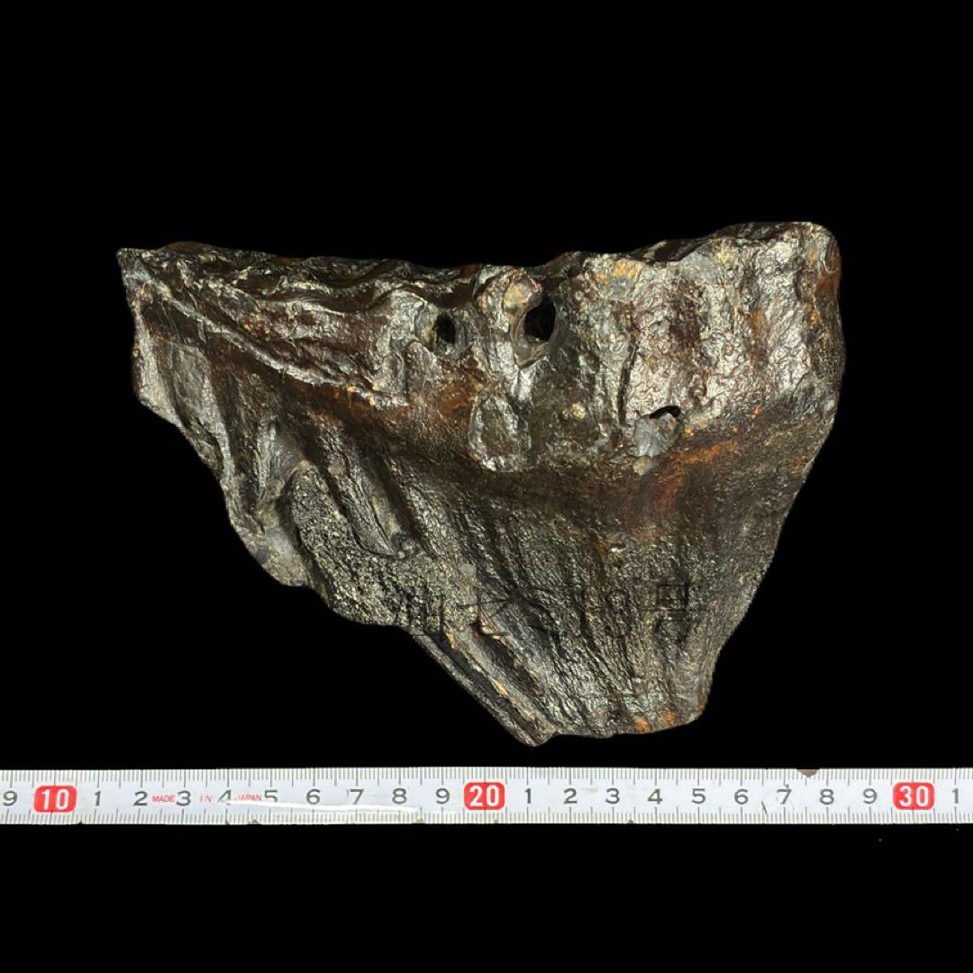 ナウマンゾウ　臼歯　化石　標本　コレクション