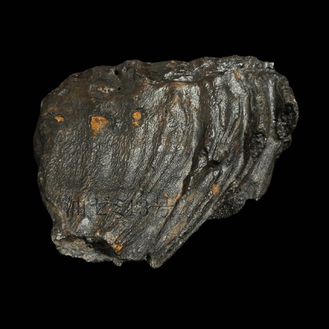 ナウマンゾウ　臼歯　化石　標本　コレクション